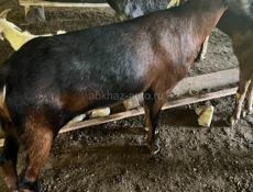 Продаются козы