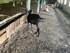 Продаются козы