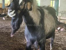 Продаются козы