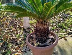 Продается пальма 