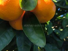 Мандарины 