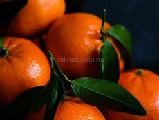 Собираем мандарины 