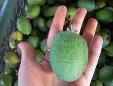 Продам фейхоа и мандарин 