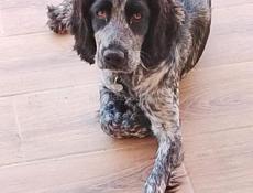 Потерялась собака породы спаниель!