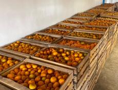 Продаю мандарины 🍊 