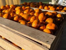 Продам мандарины Адзюбжа