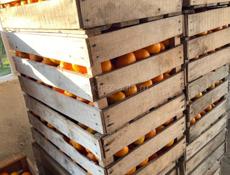 Продам мандарины Адзюбжа