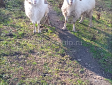 Продаю барашки