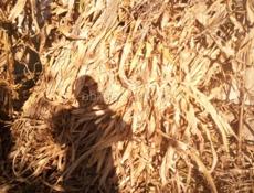 Продам чало 