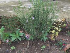 Продаю цветы 