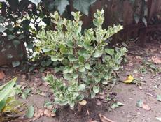 Продаю цветы 