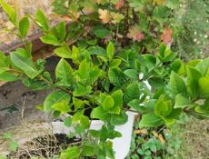 Продаю цветы 