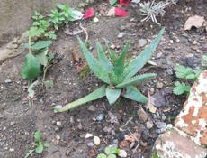 Продаю цветы 