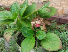 Продаю цветы 