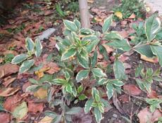 Продаю цветы 