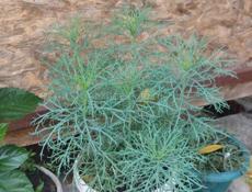 Продаю цветы 