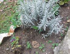 Продаю цветы 