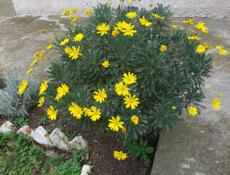 Продаю цветы 