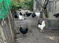 Продам Курей домашних чищеных и живых 