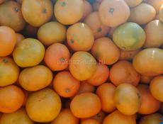 Куплю мандарины