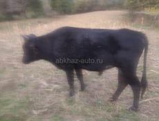 Продается бычок 