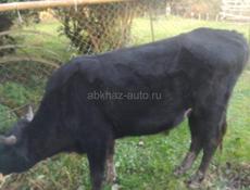 Продается бычок 