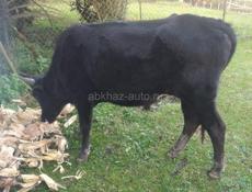 Продается бычок 