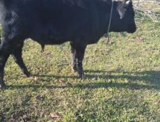 Продаётся бычок