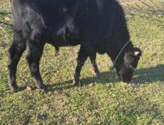 Продаётся бычок