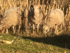 Продаю барашку вес 25 цена 25 т без торга  мальчик 