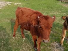 Продаются 2 теленка