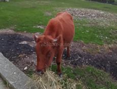 Продаются 2 теленка