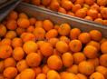 Продам мандарины 500-600 кг 