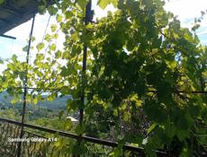 Продаю дом с участком