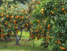 Пойдем на сбор мандарин 2 человека