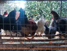 Молодые петухи