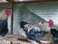 Молодые петухи