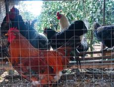 Молодые петухи