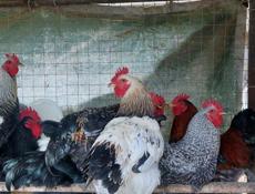 Молодые петухи