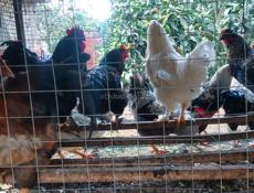 Молодые петухи