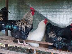 Молодые петухи