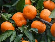 Ищу работу на сбор мандарин 