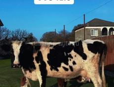 Продаётся корова 