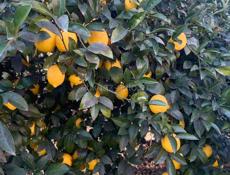 Продаются лимоны 