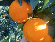 Киви Мандарины Лимоны Вашингтоны