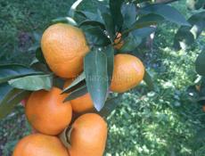 Киви Мандарины Лимоны