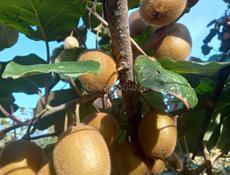 Киви Мандарины Лимоны 