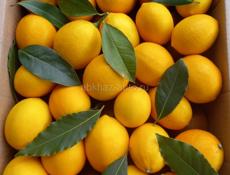 Киви Мандарины Лимоны Вашингтоны