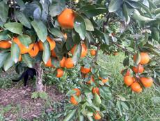 Киви Мандарины Лимоны