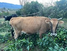 Продаётся дойная Карова 